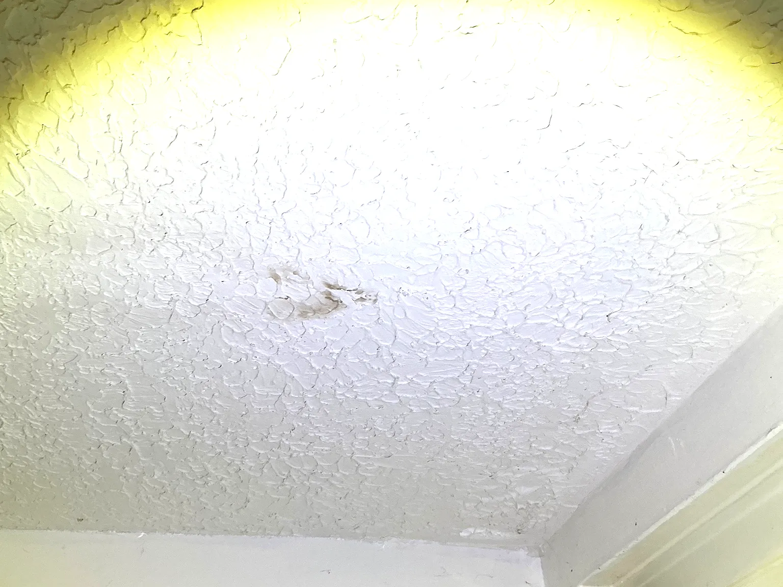 Mold found on a surface during an inspection in Seville.