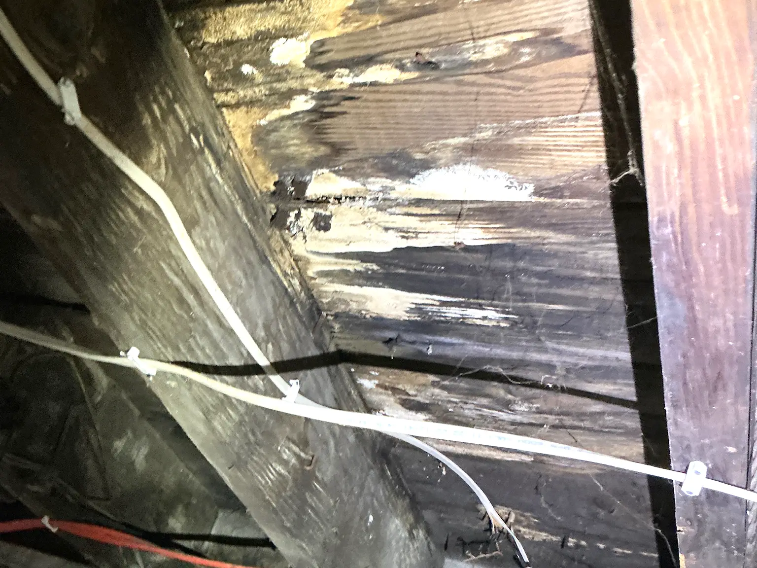 Our mold inspector found this surface mold in Seville.