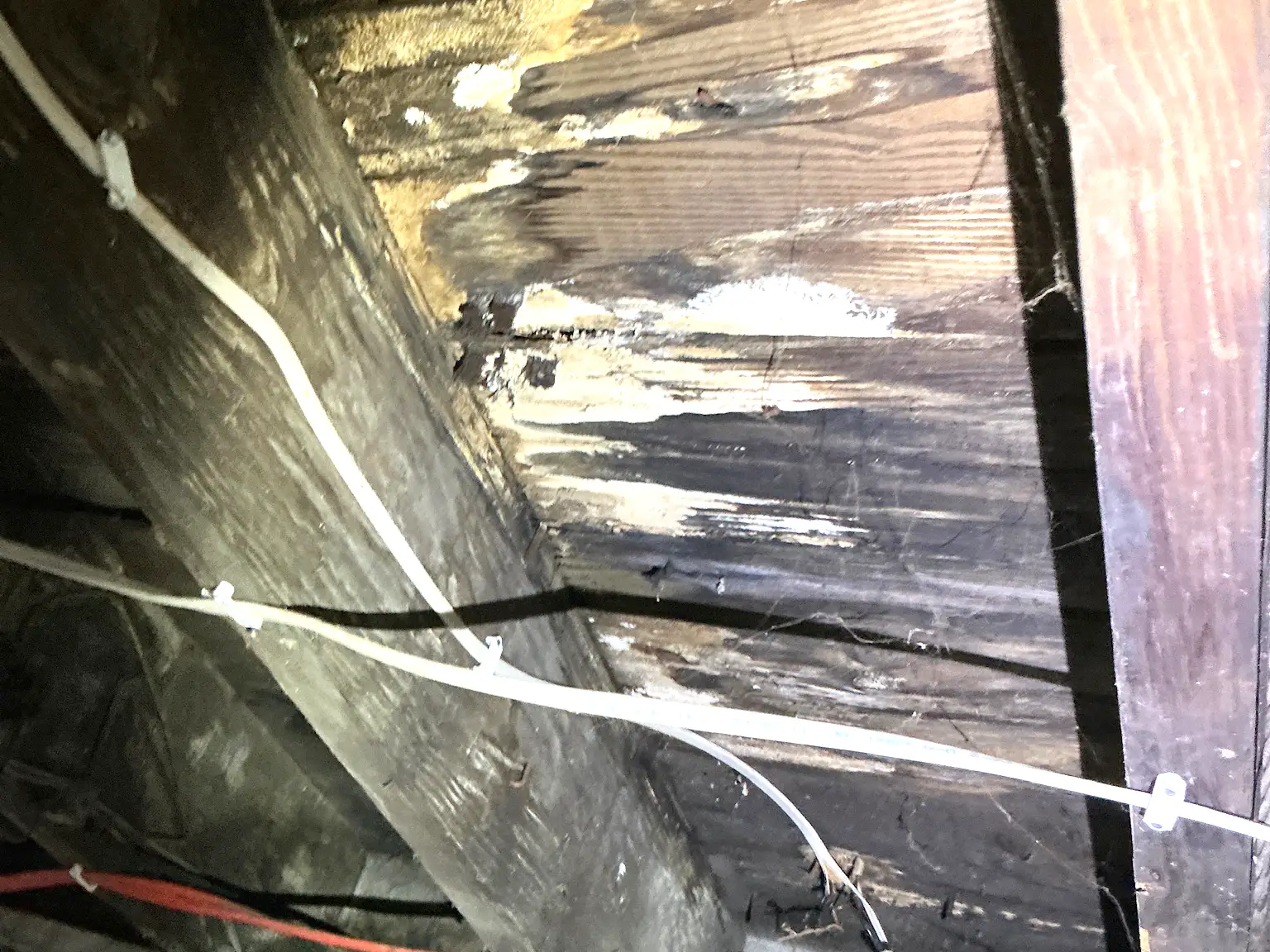 Mold found on a surface during an inspection in Shaker Heights.