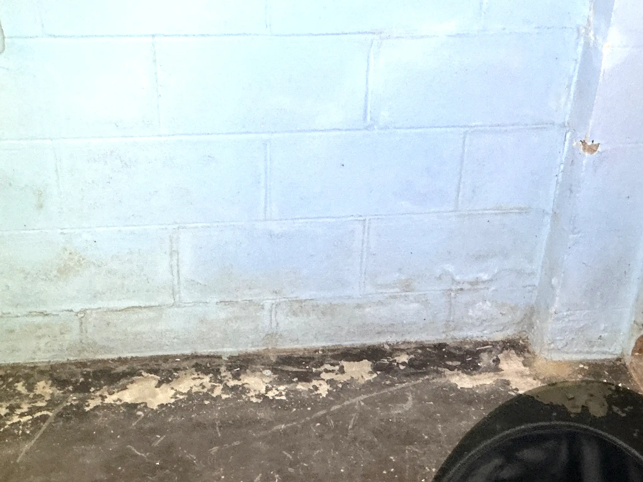 Our mold inspector found this surface mold in Shaker Heights.