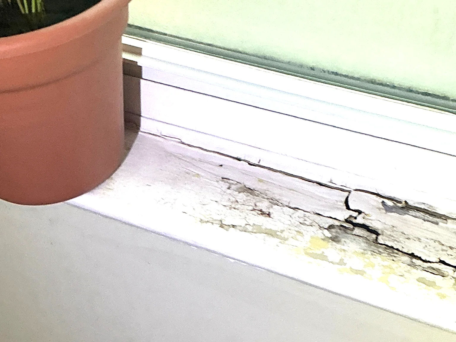 Mold found on a surface during an inspection in Silver Lake.