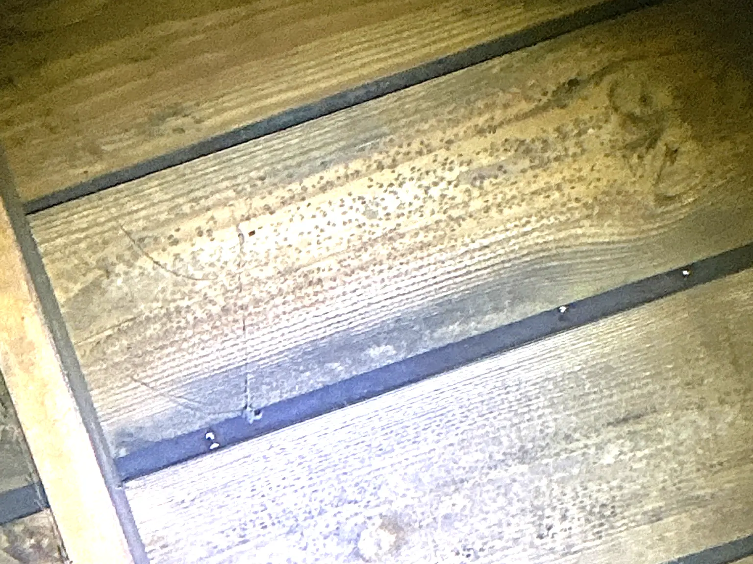 Our mold inspector found this surface mold in Silver Lake.