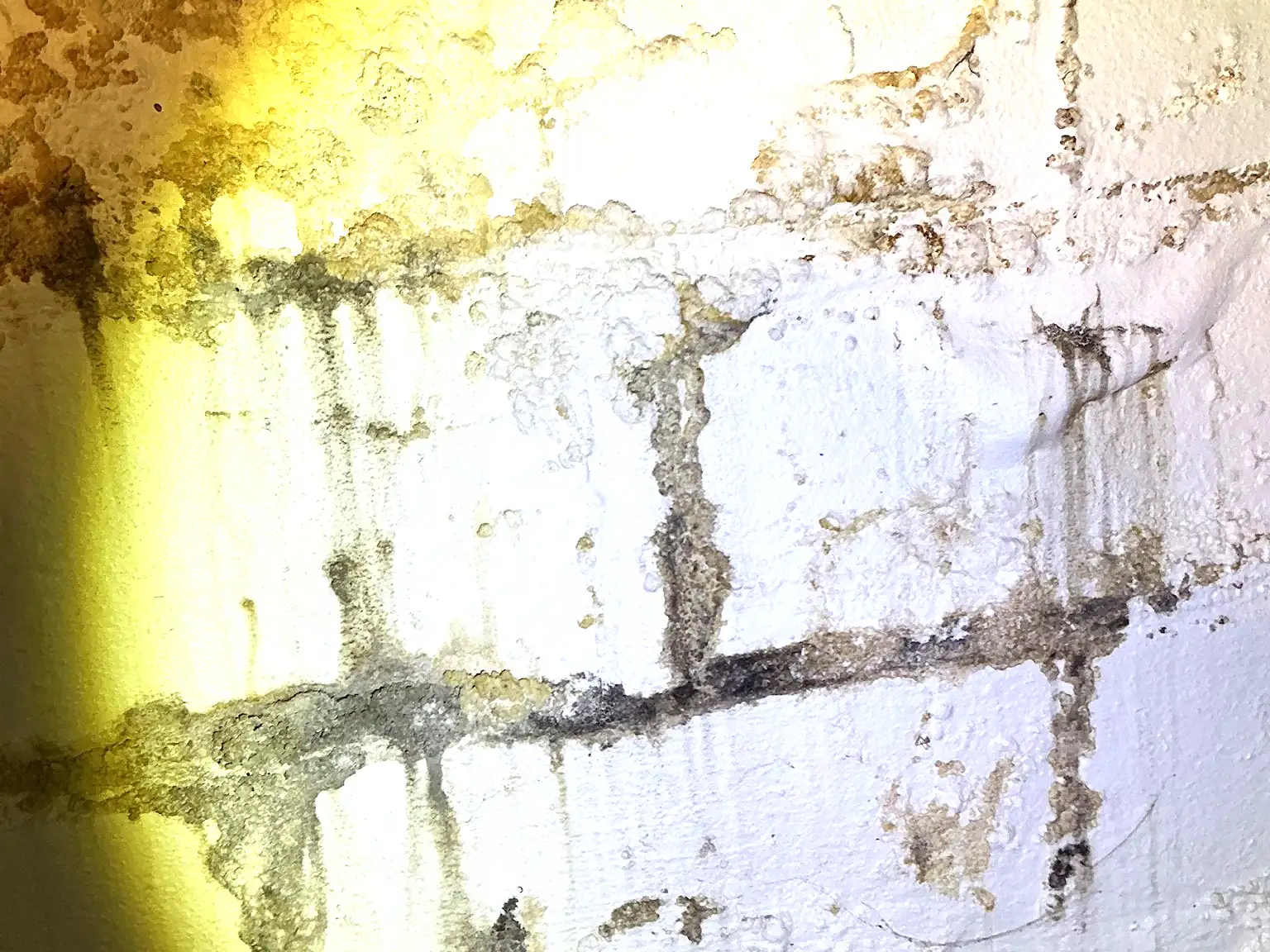 Mold found during a commercial mold inspection in Silver Lake.