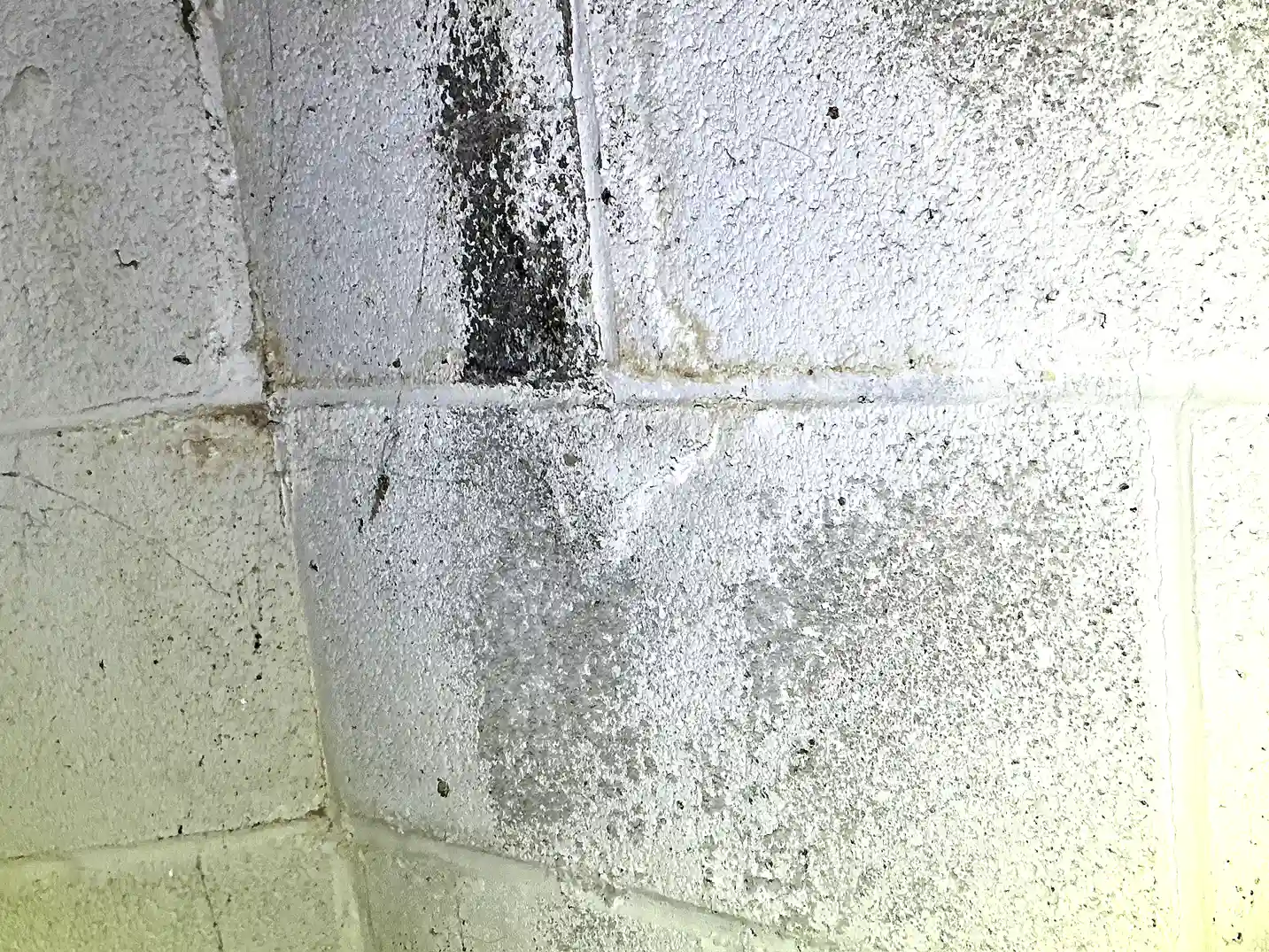 Mold found during a home inspection in Solon.