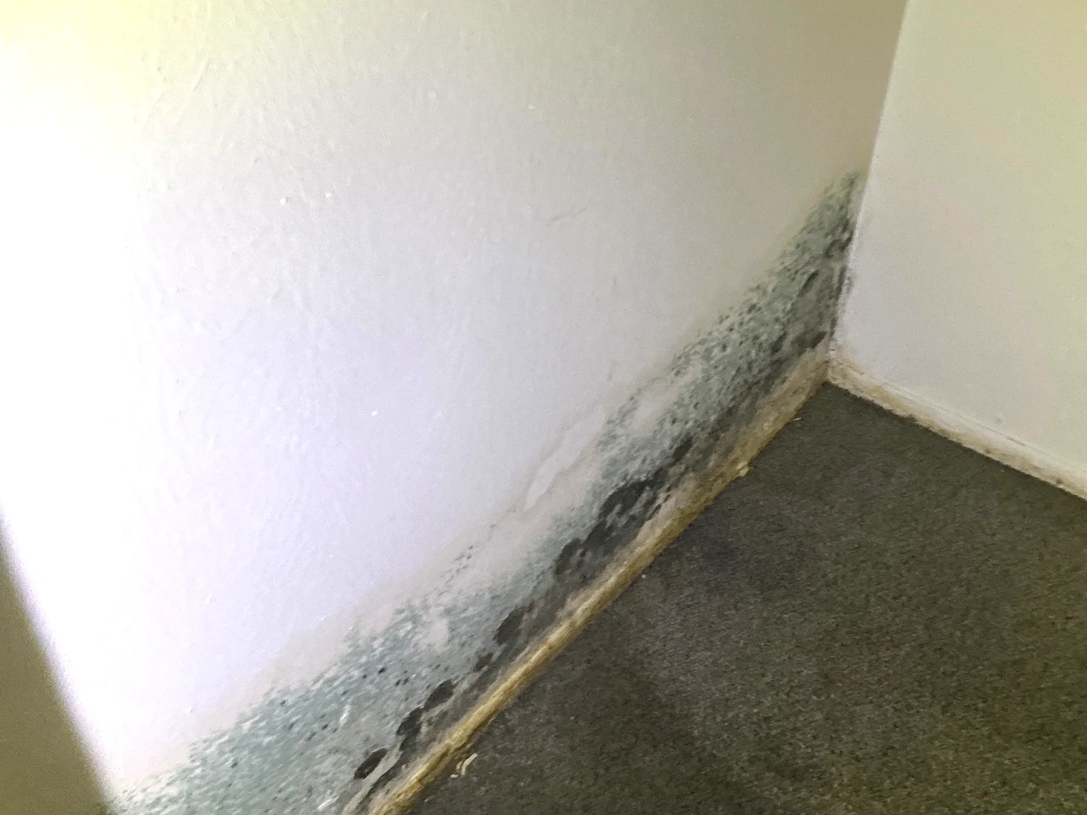 Look at what our mold inspector found in South Brooklyn..