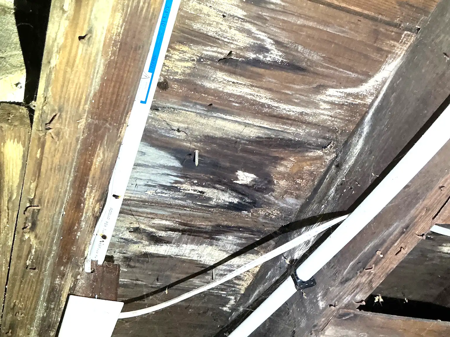 Mold found during a home inspection in South Brooklyn.