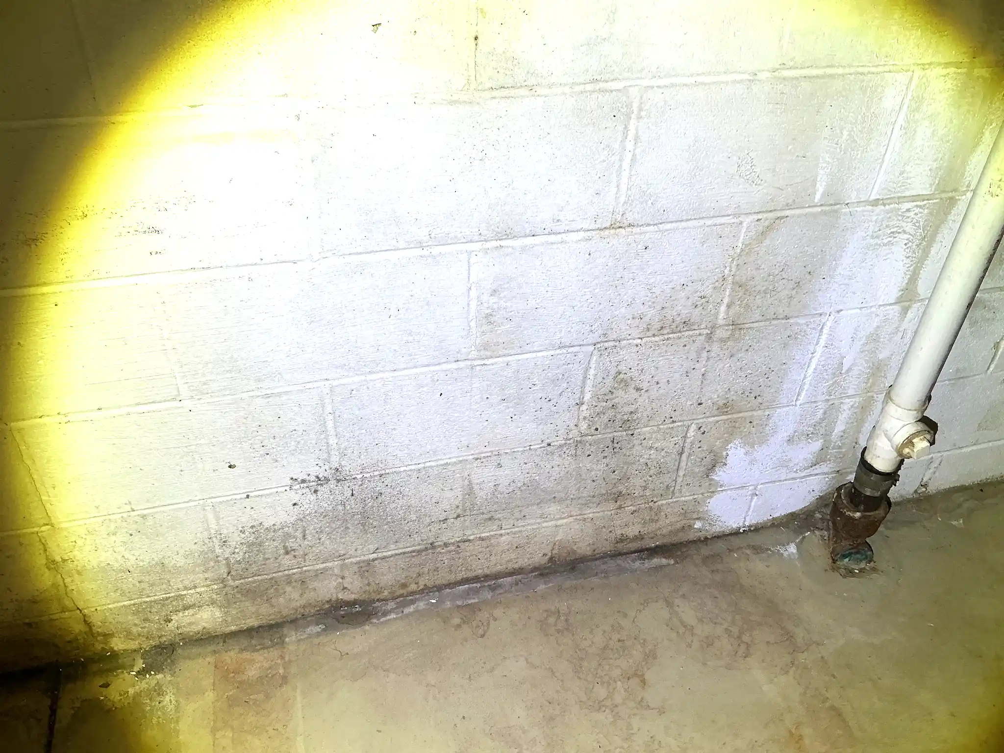 Look at what our mold inspector found in Streetsboro..
