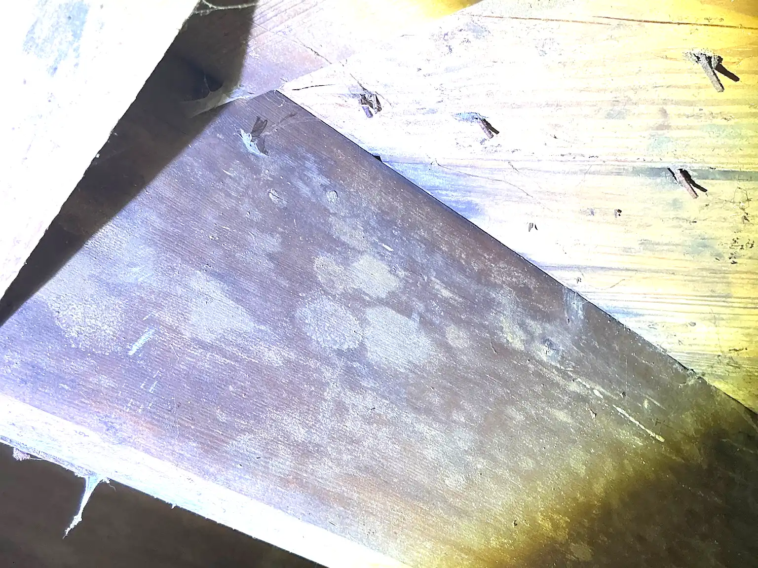 Mold found on a surface during an inspection in Struthers.