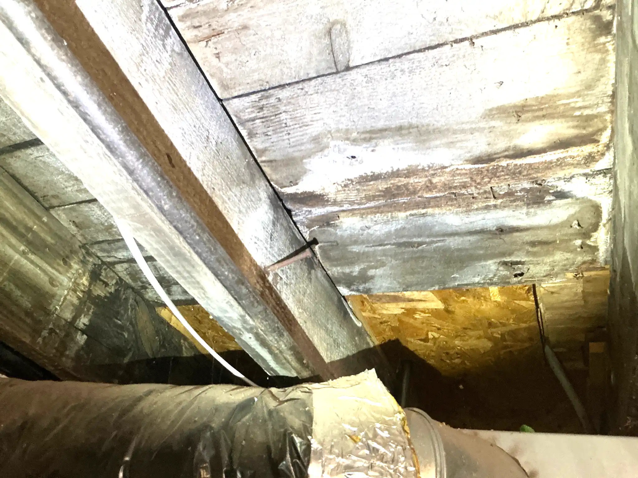 Our mold inspector found this surface mold in Tallmadge.