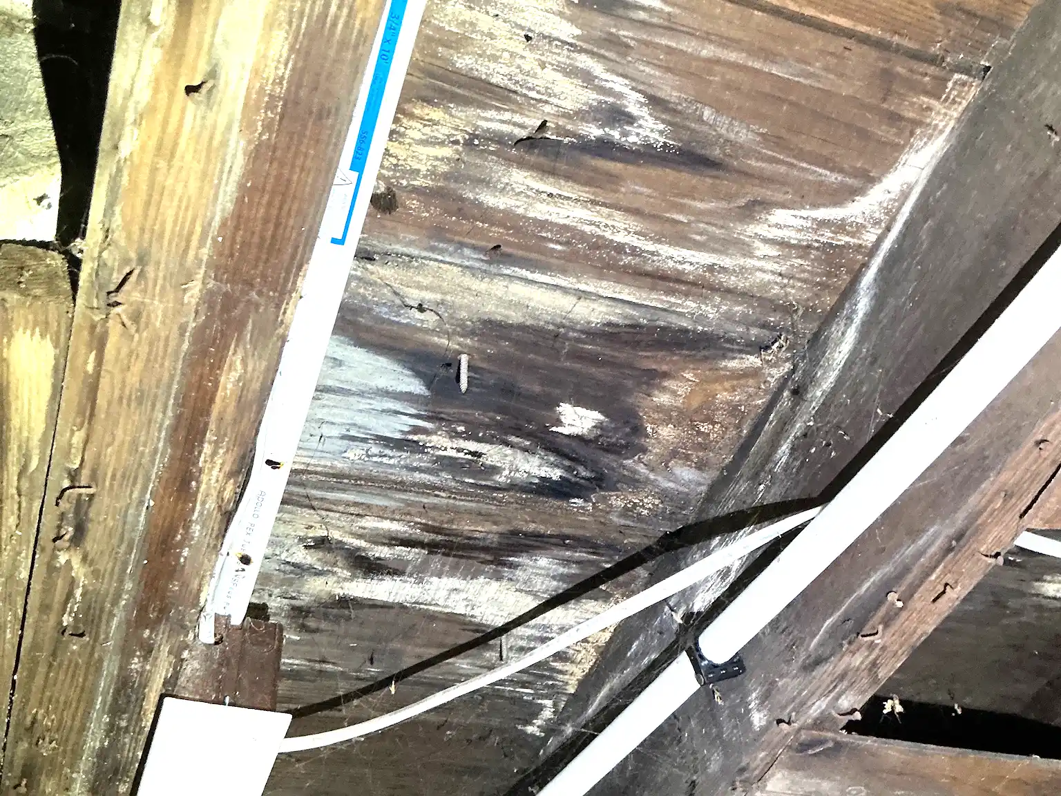 Mold found during a home inspection in Tallmadge.