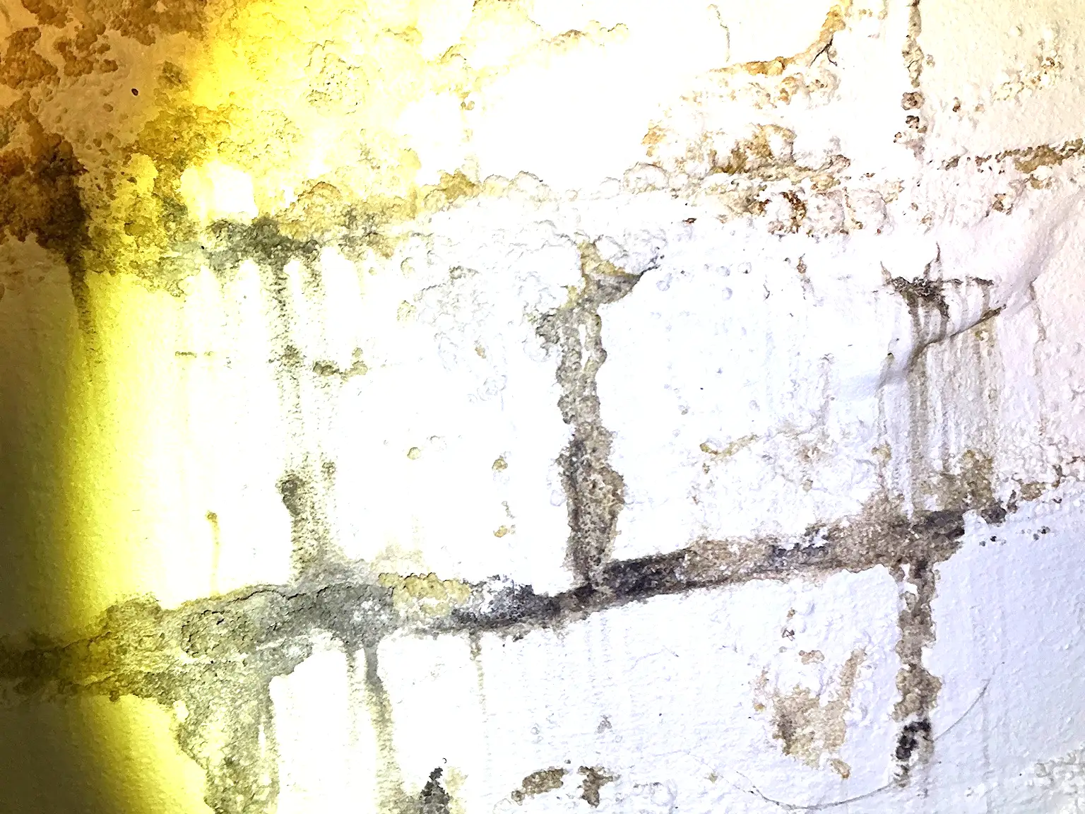 Our mold inspector found this surface mold in Twinsburg.