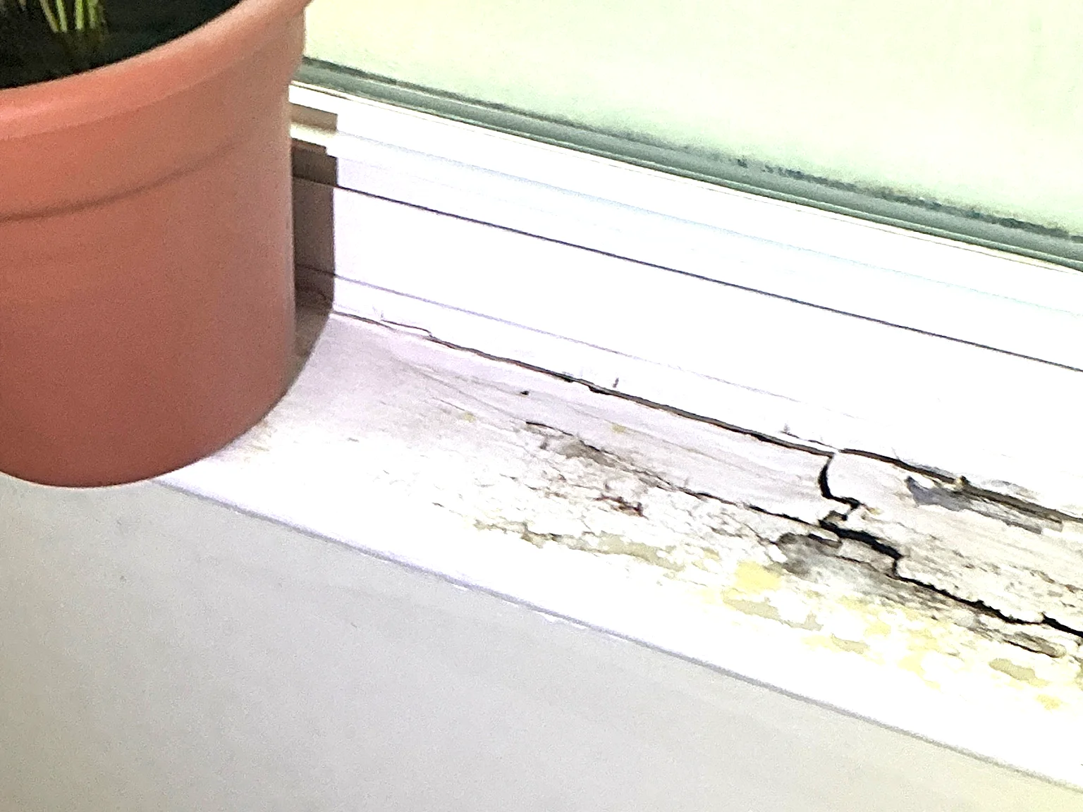 Mold found during a home inspection in Twinsburg.