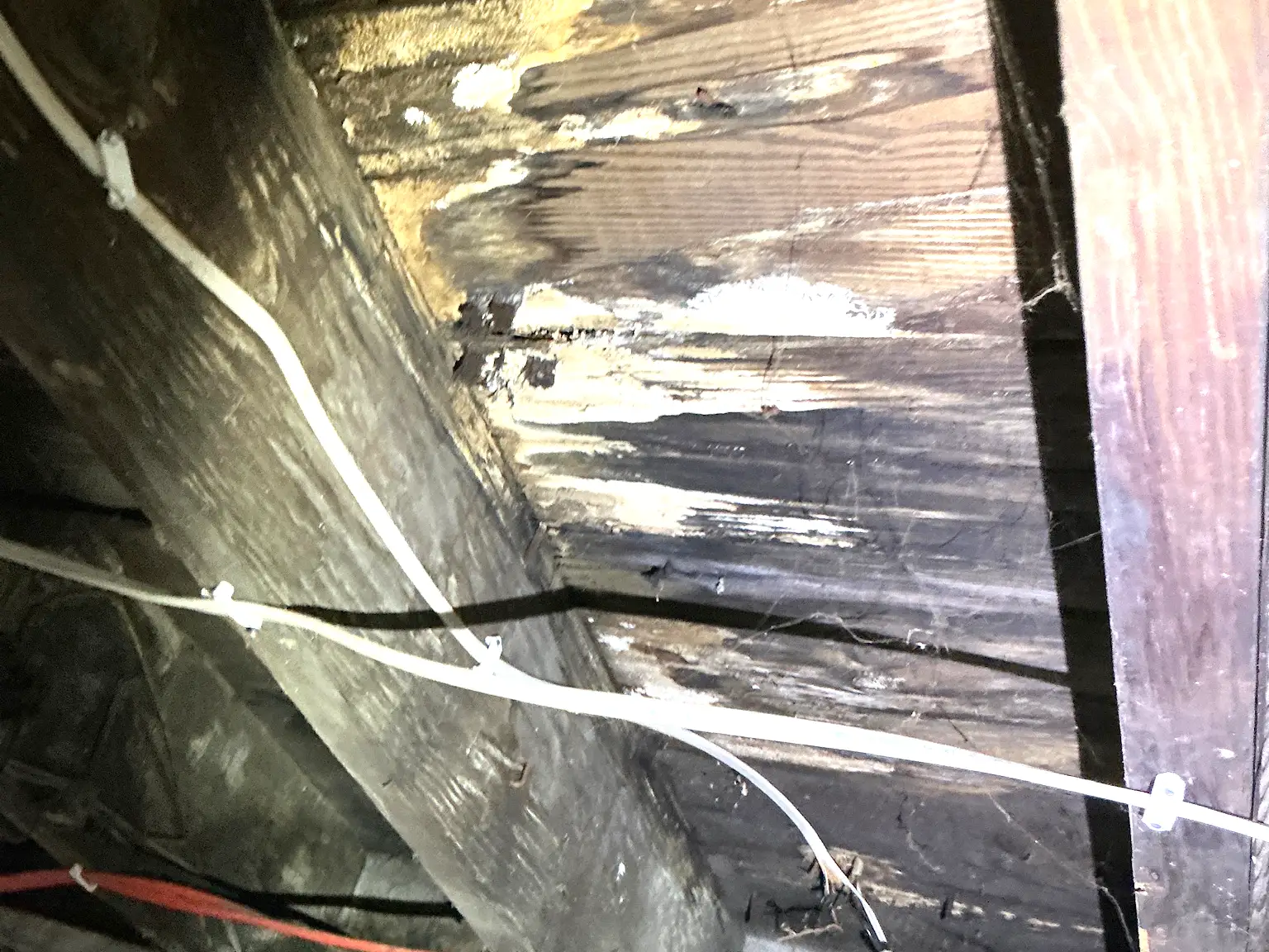Look at what our mold inspector found in University Heights..