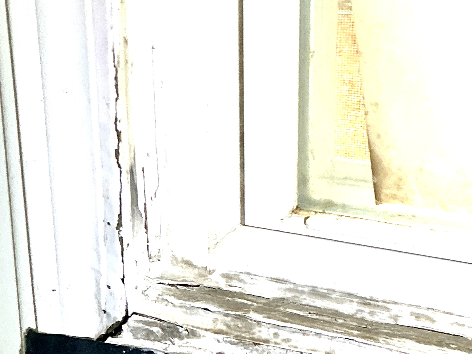Our mold inspector found this surface mold in University Heights.