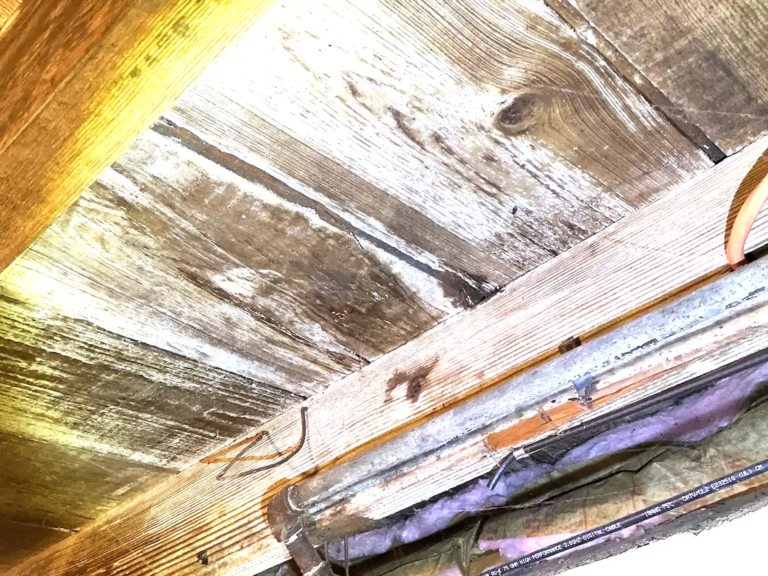 Mold found during a commercial mold inspection in University Heights.