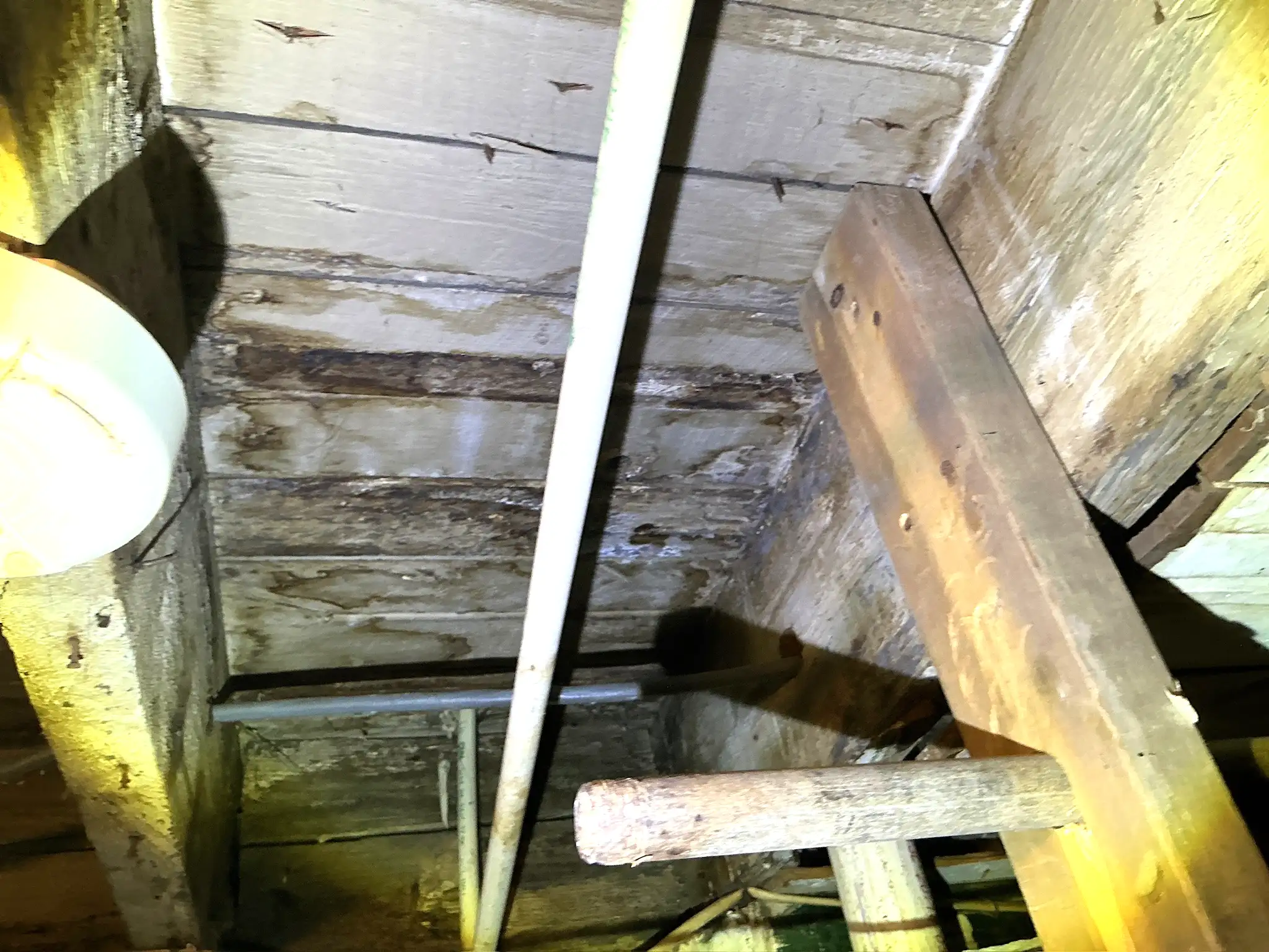 Our mold inspector found this surface mold in Wadsworth.