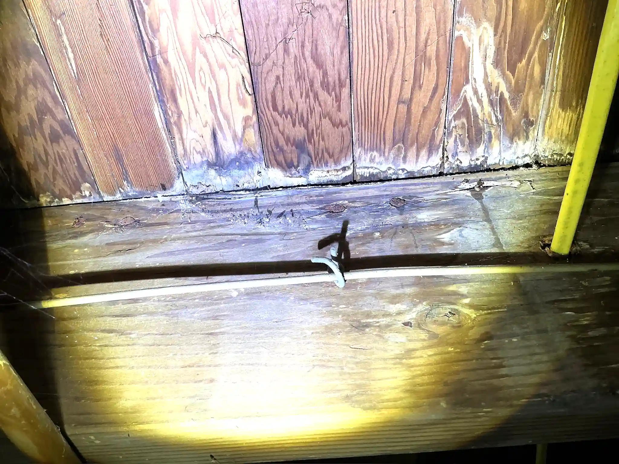 Mold found during a commercial mold inspection in Warren.