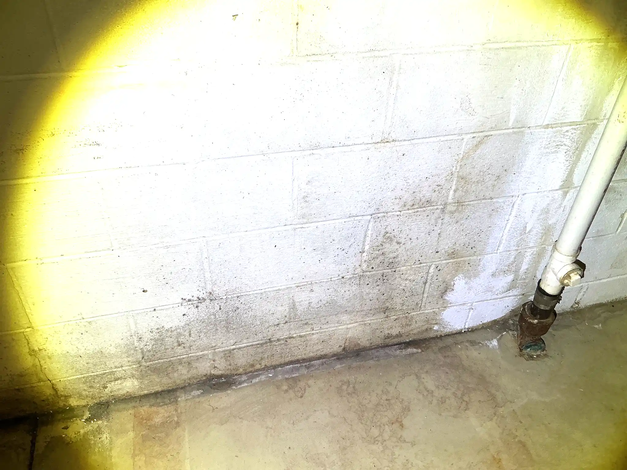 Mold found on a surface during an inspection in Warrensville Heights.
