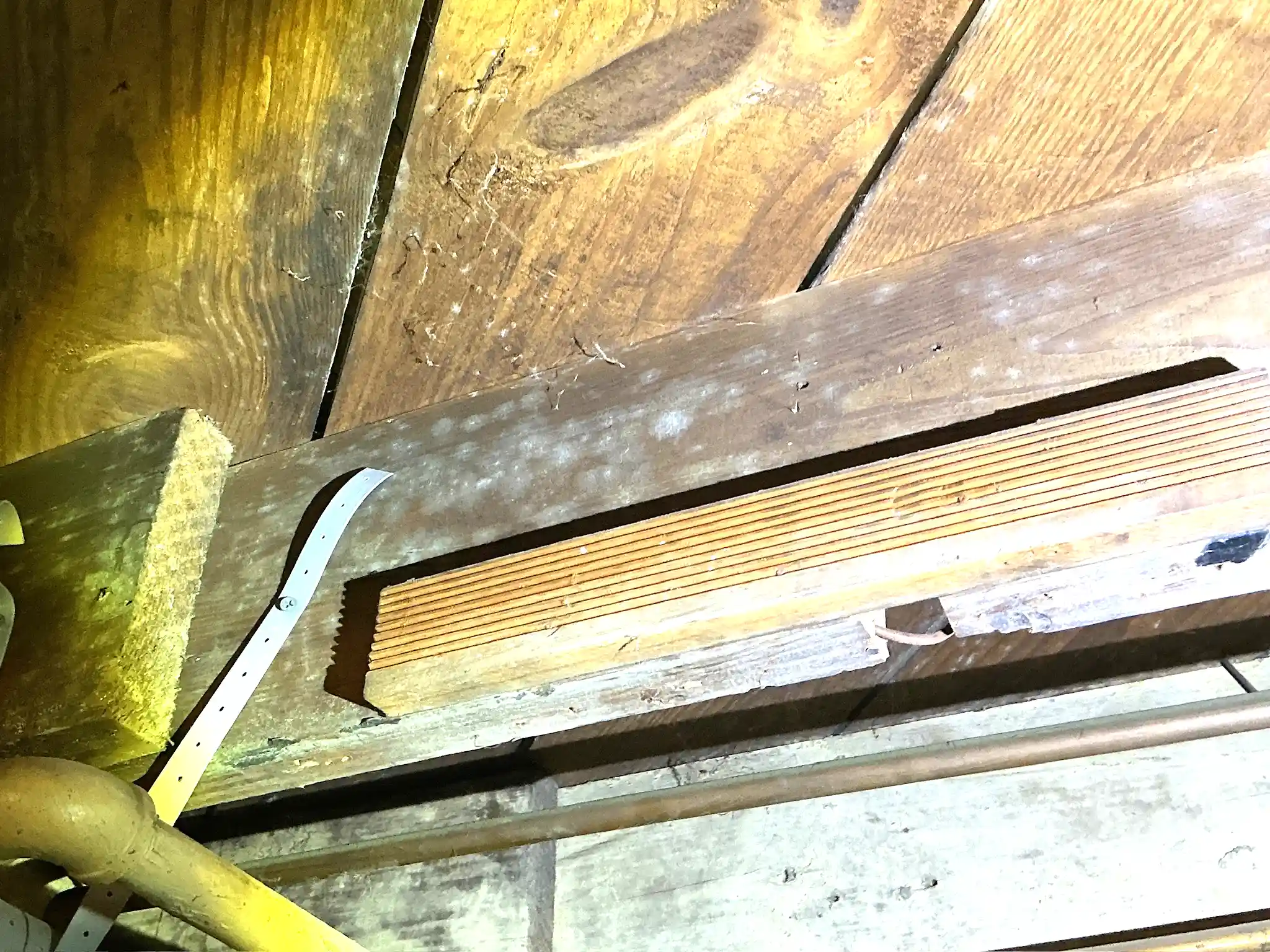 Mold found during a home inspection in West Hill.