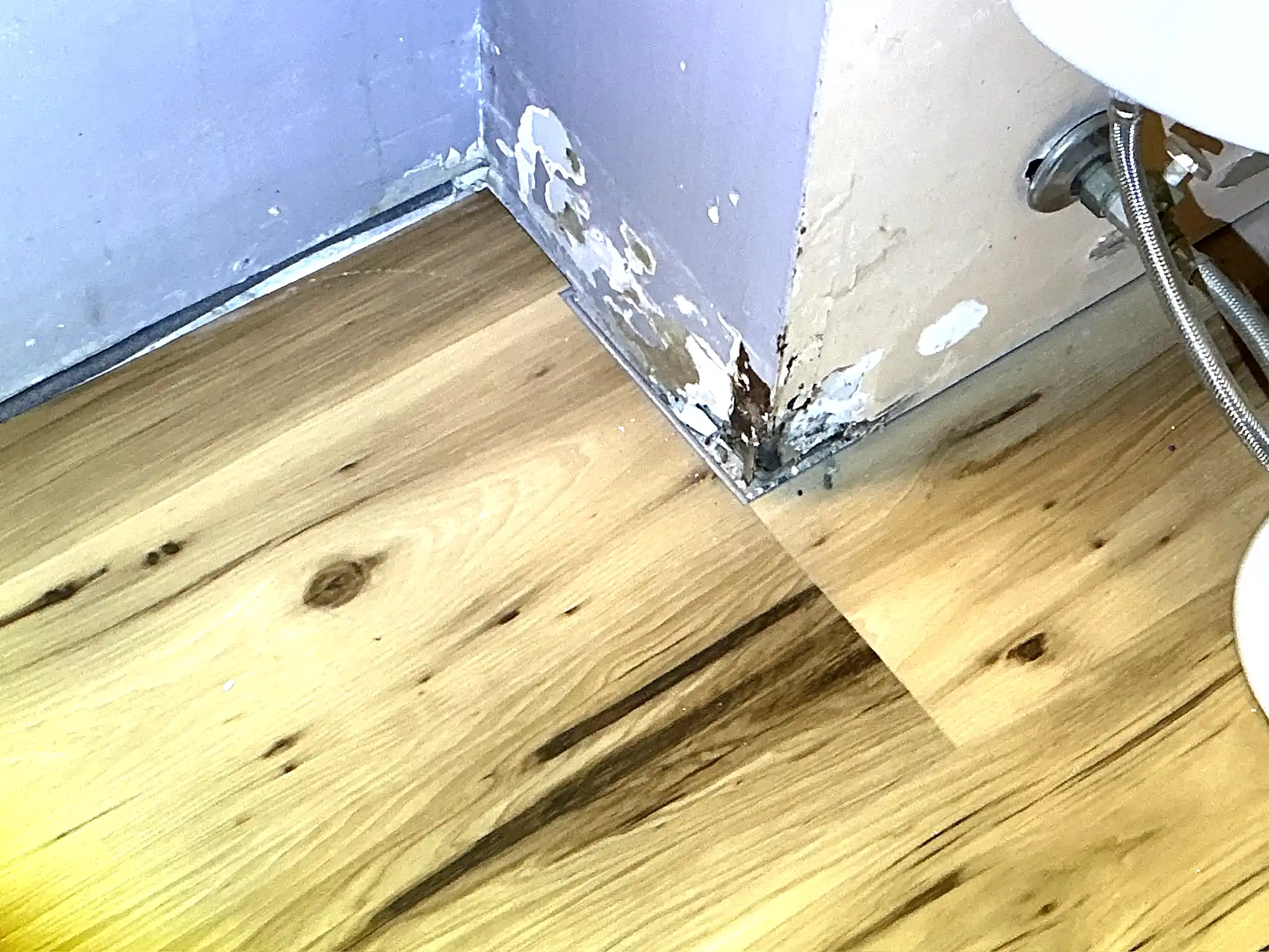 Look at what our mold inspector found in Westlake..