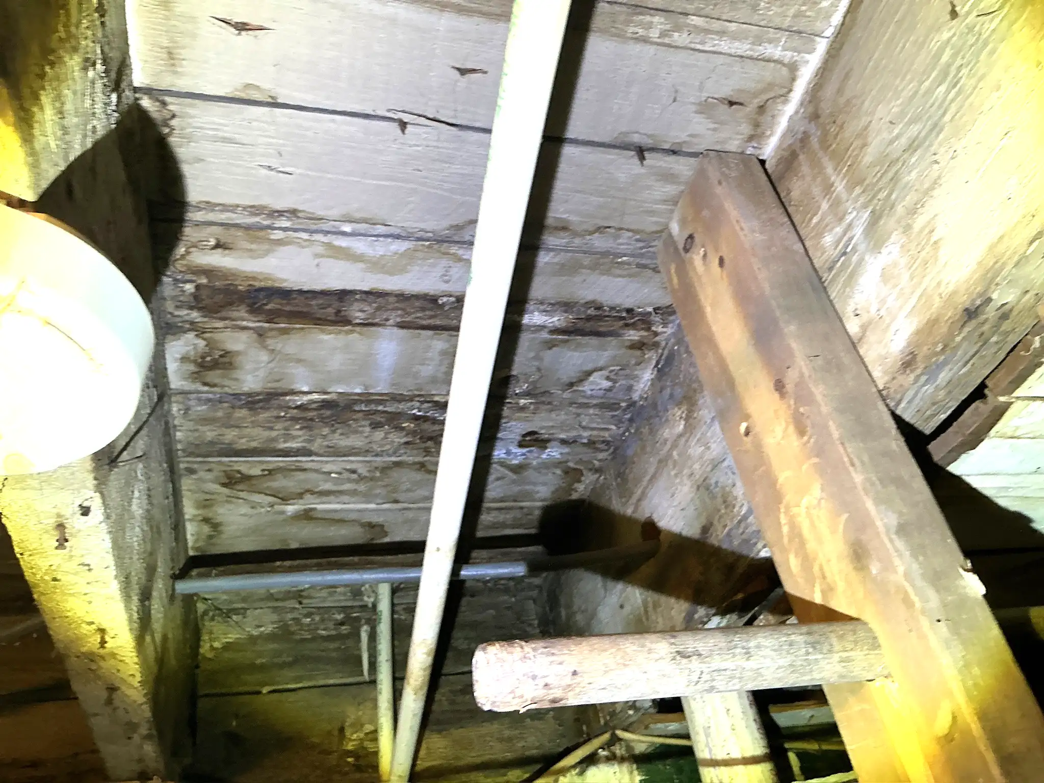 Mold found on a surface during an inspection in Wickliffe.