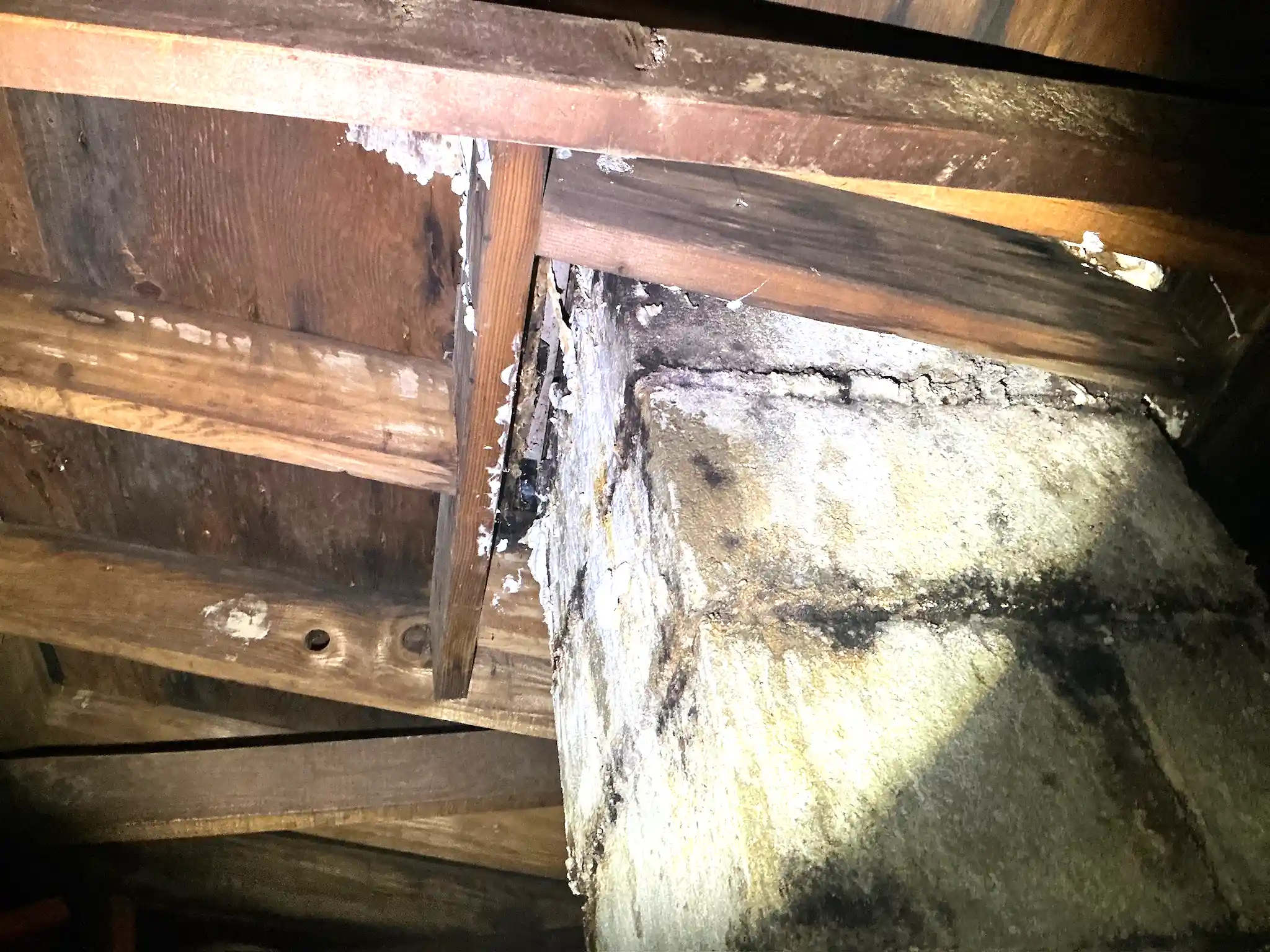 Mold found during a home inspection in Wickliffe.