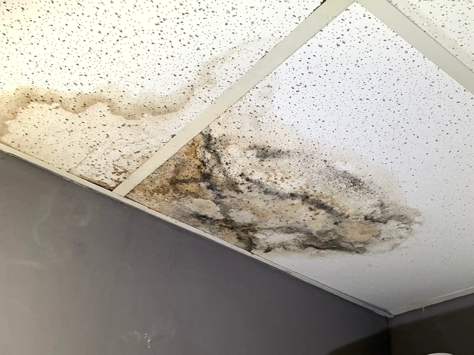 Our mold inspector found this surface mold in Willoughby Hills.