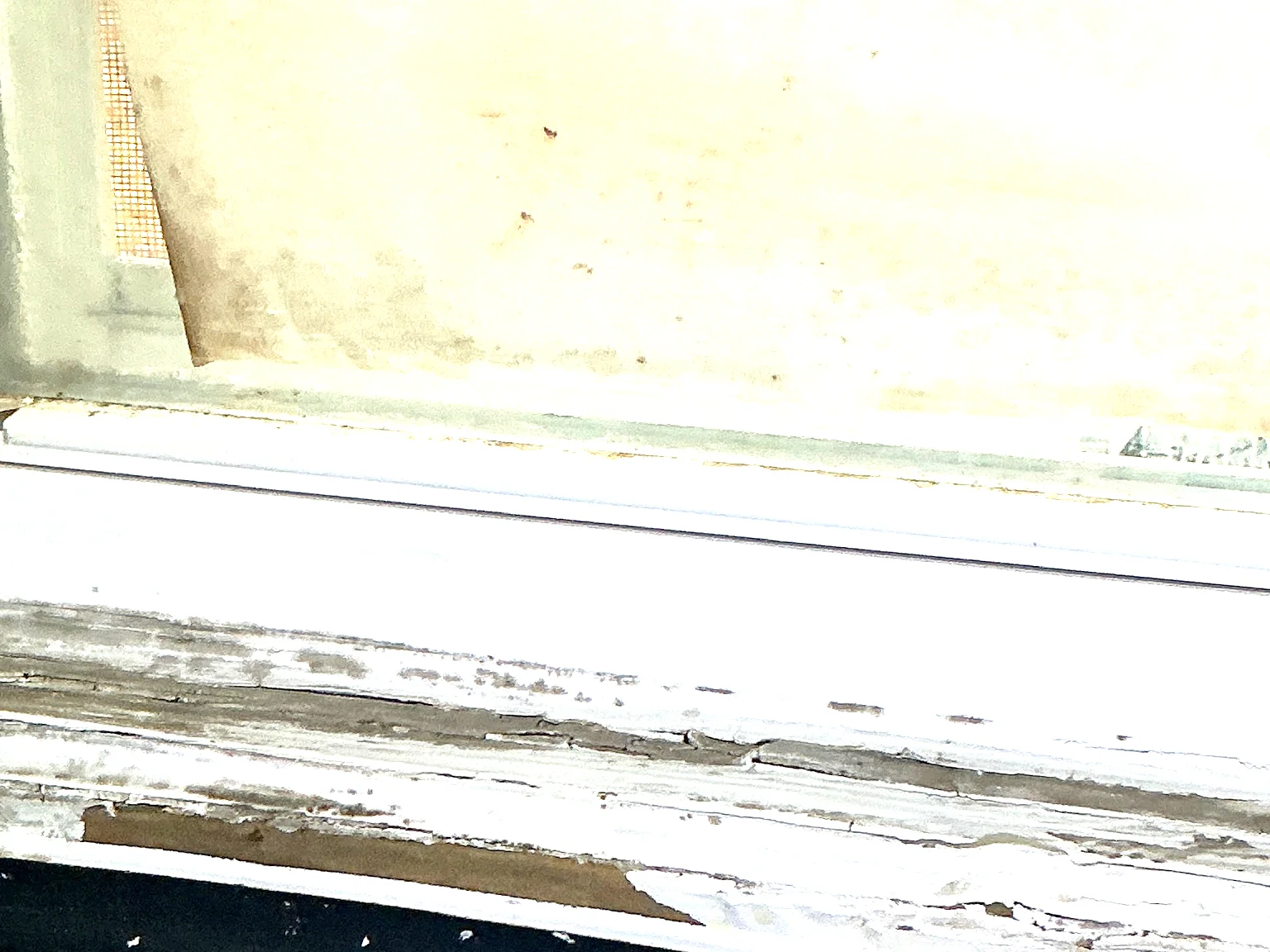 Mold found on a surface during an inspection in Willoughby.