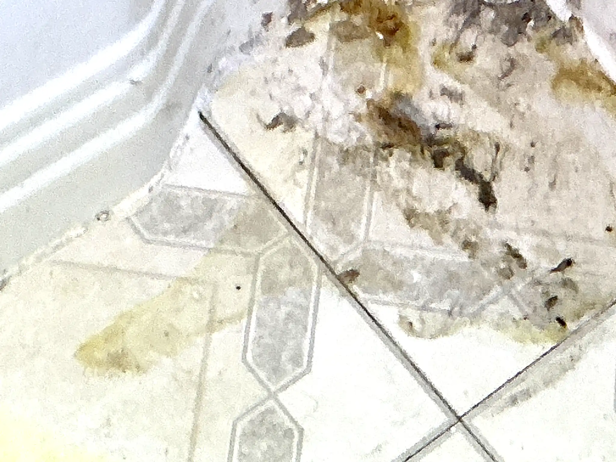 Mold inspection in Willoughby.