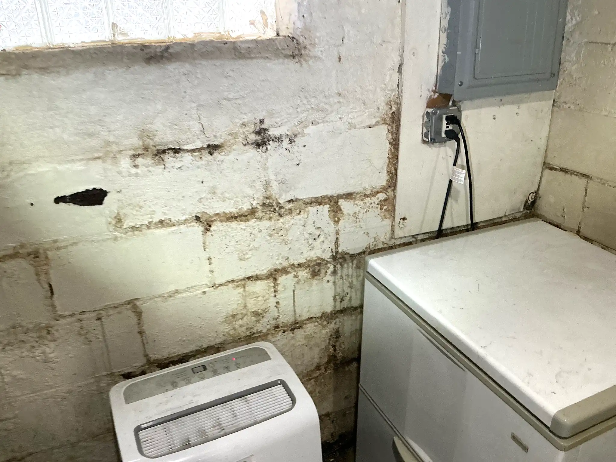 Our mold inspector found this surface mold in Willoughby.