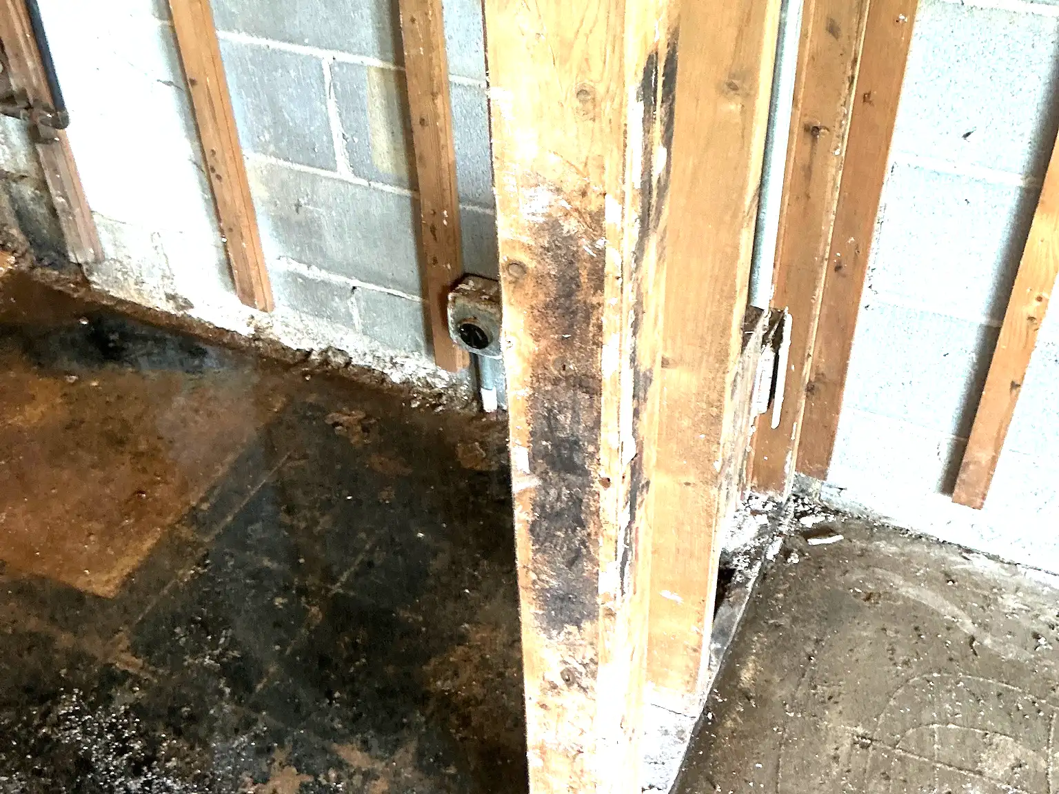 Look at what our mold inspector found in Willowick..