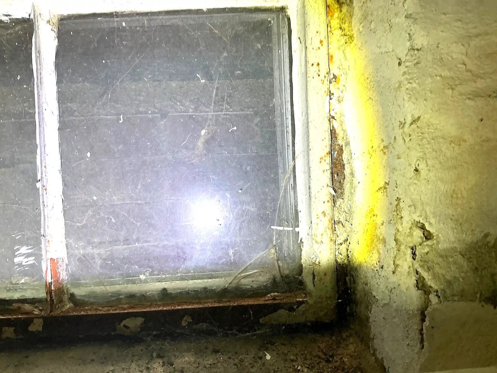 Our mold inspector found this surface mold in Willowick.