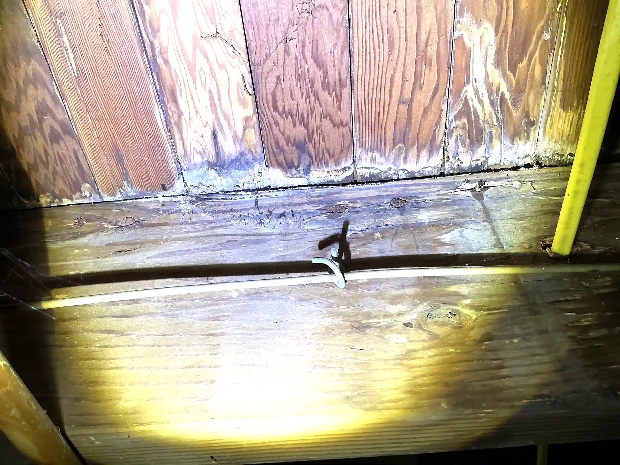 Mold found during a home inspection in Willowick.