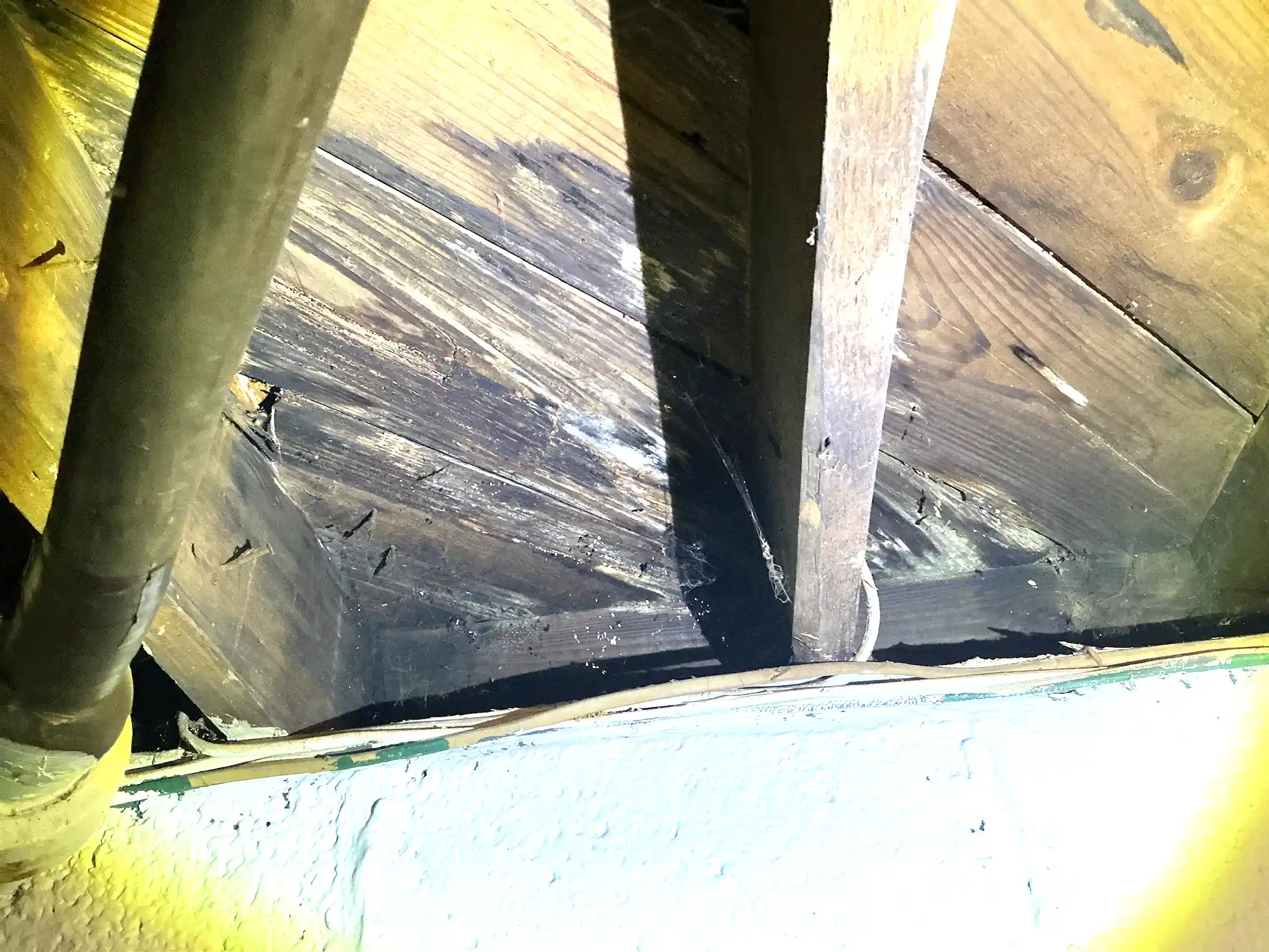 Look at what our mold inspector found in Woodlawn..
