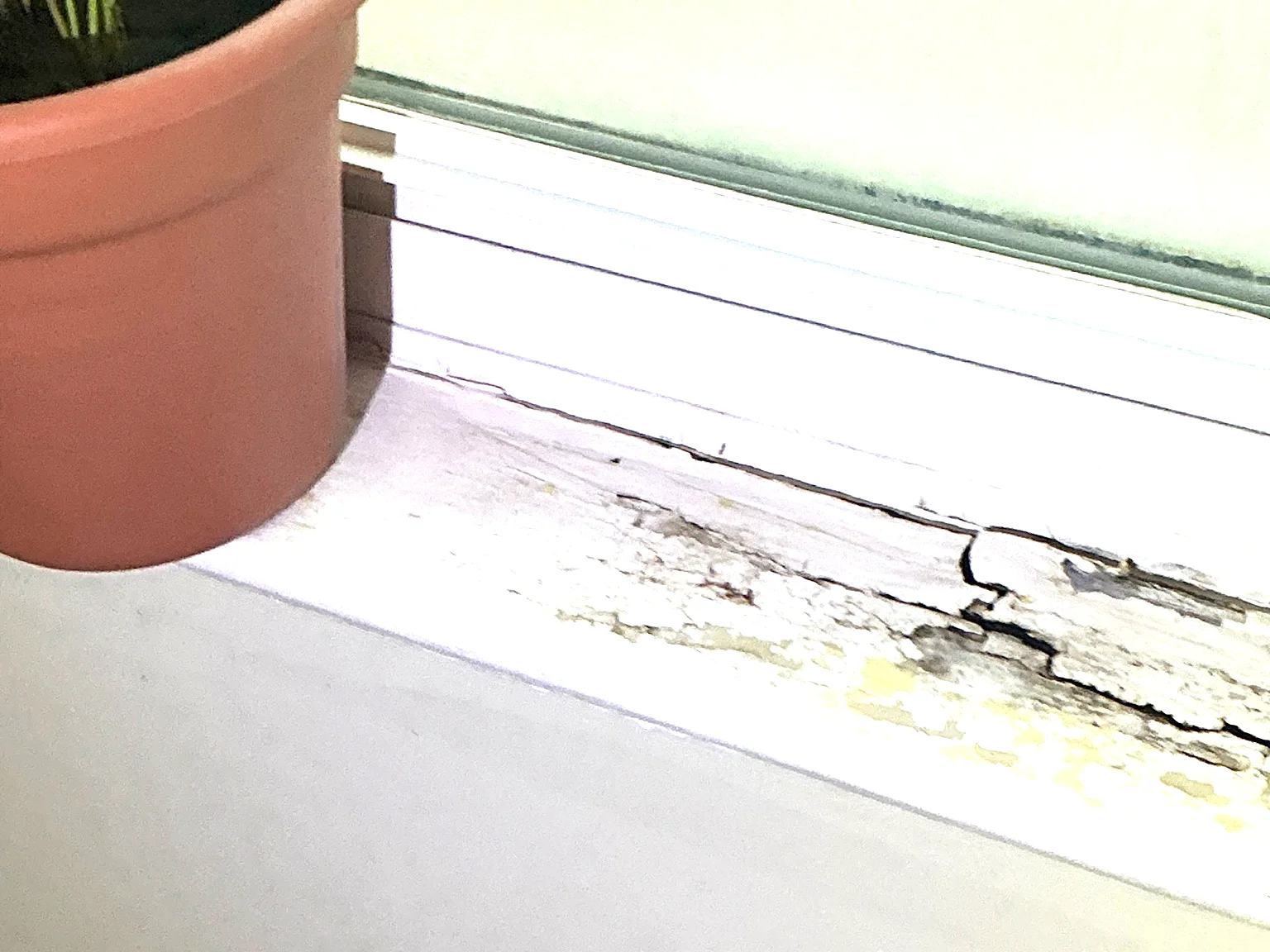 Our mold inspector found this surface mold in Woodlawn.