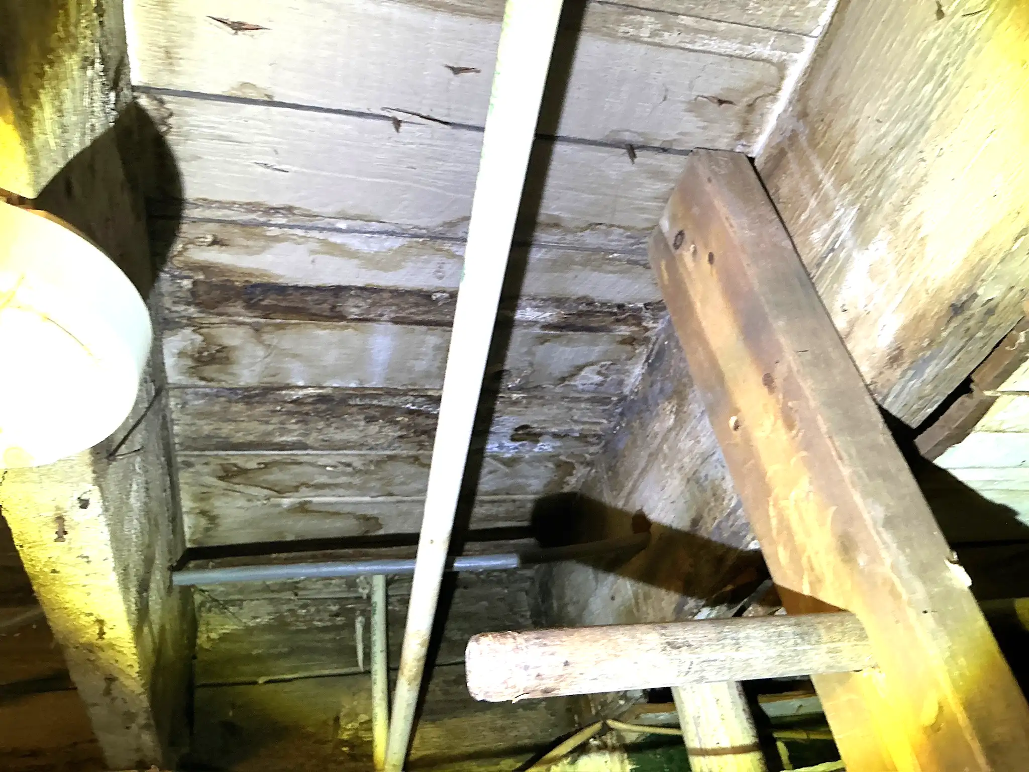 Look at what our mold inspector found in Youngstown..