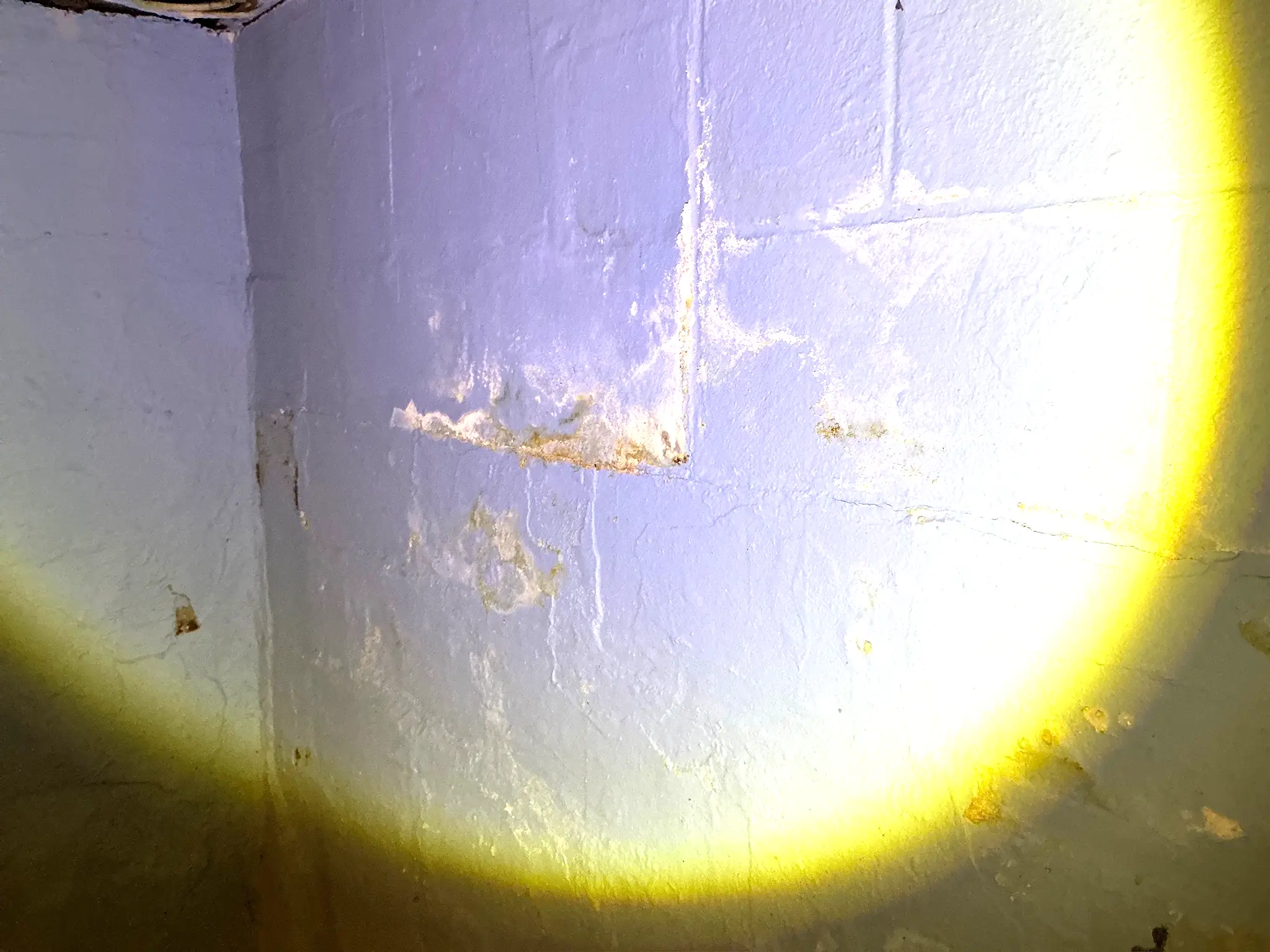 Mold found on a surface during an inspection in Youngstown.