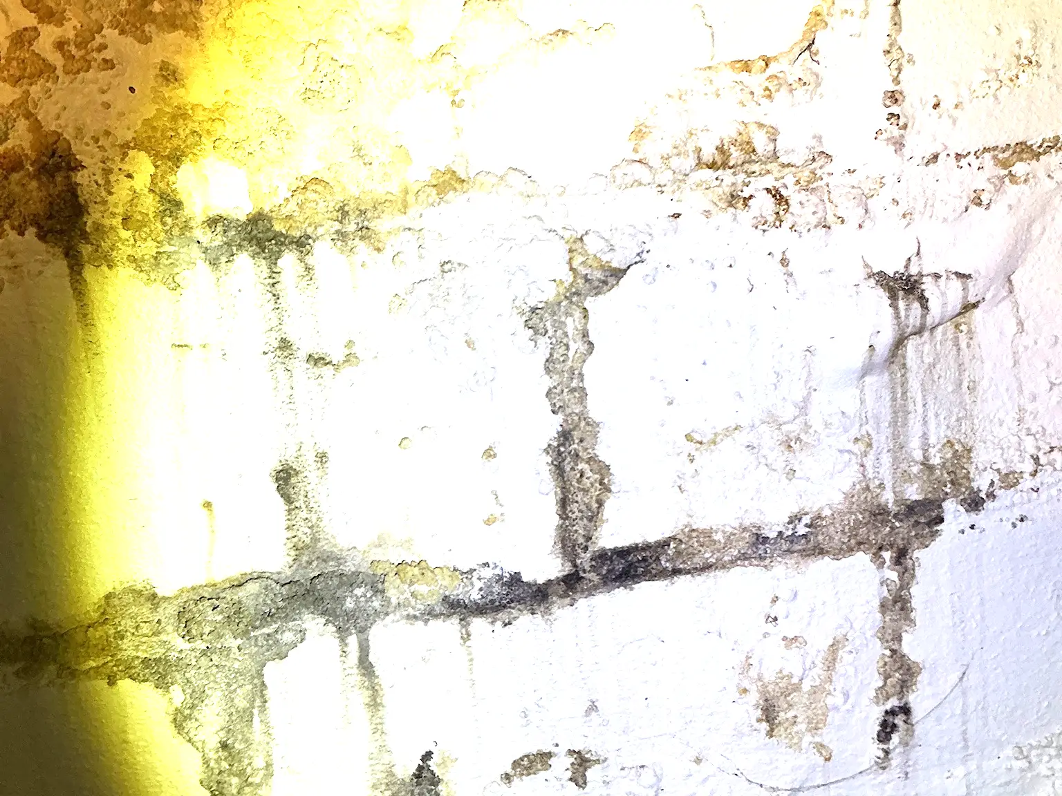 Our mold inspector found this surface mold in Youngstown.