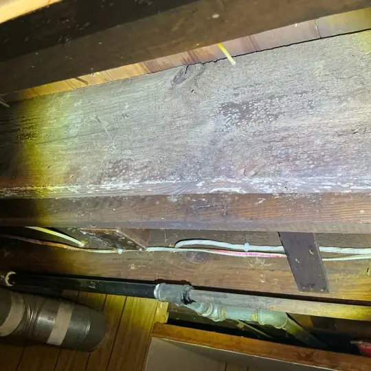 Mold spores visible on basement lumber in Youngstown.
