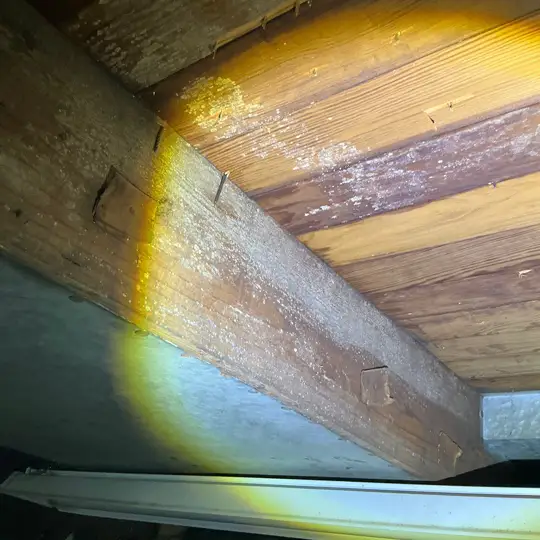 Fungal growth on basement floor joists in Kent.