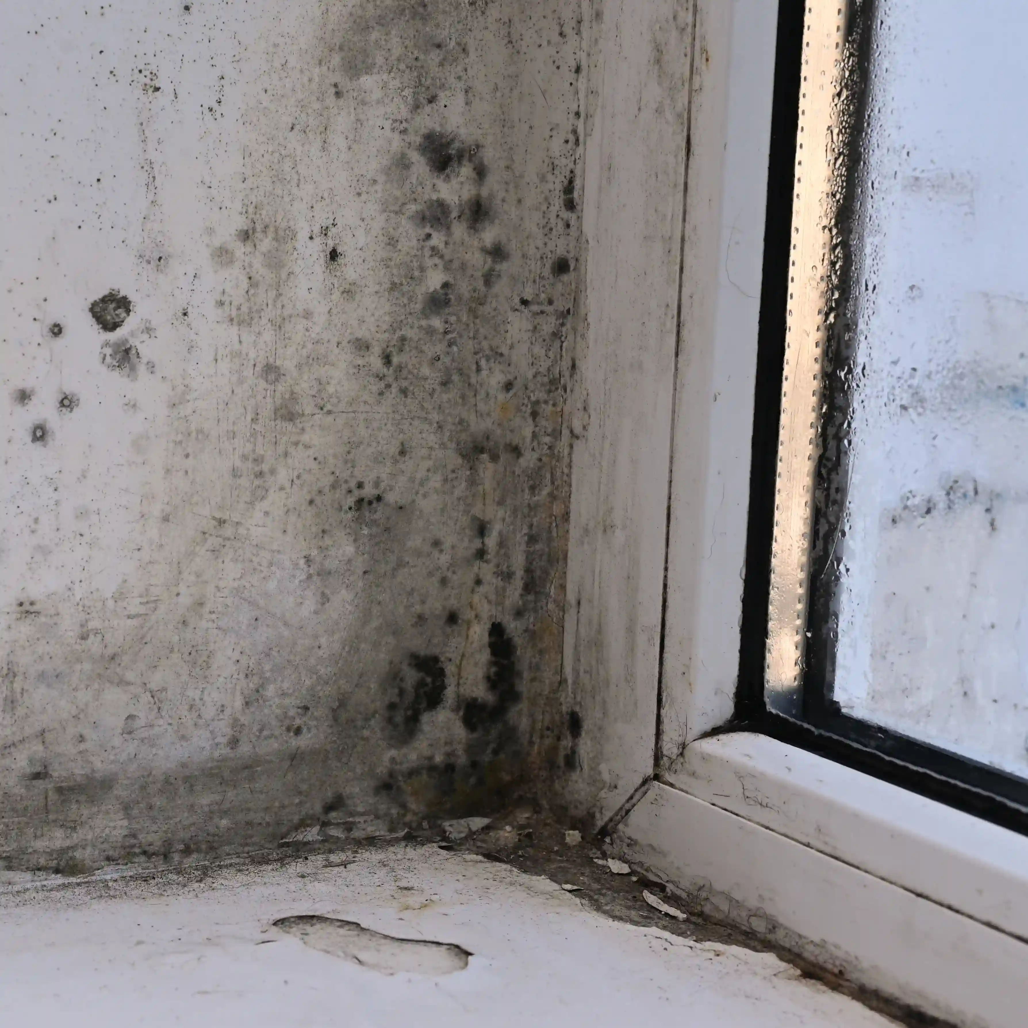 Black mold growth around bedroom window frame in Hudson.