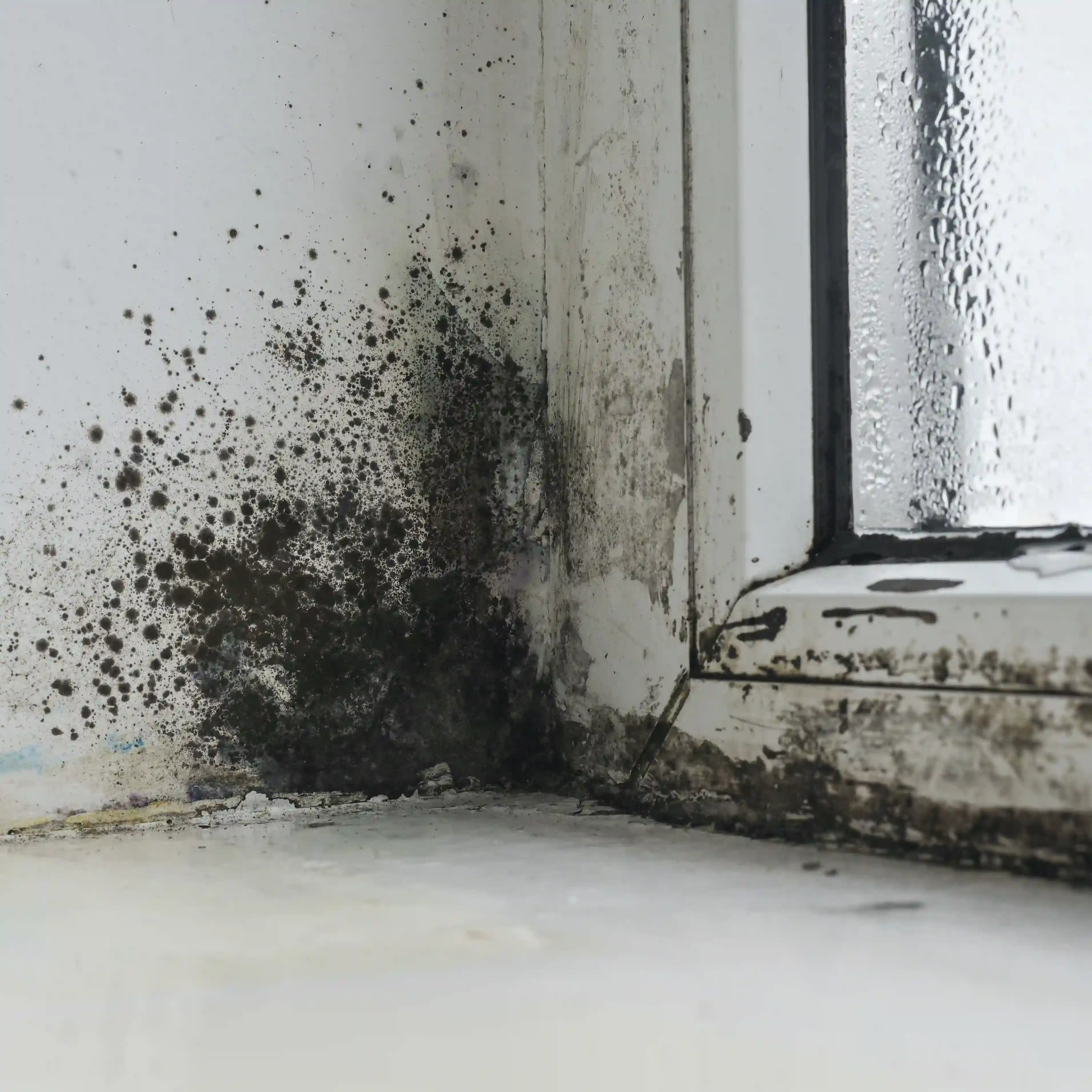 Mold accumulation on office window sill in Madison.