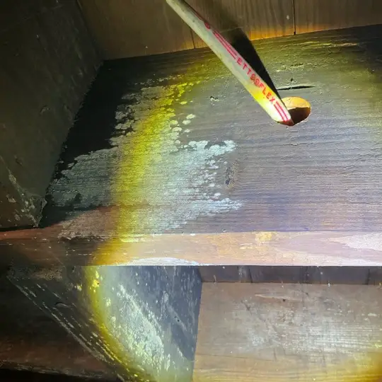 Mold covering basement joists and subfloor in Akron.