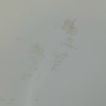 Active water staining on the ceiling in South Euclid